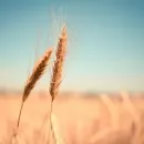 Николай Дрофа: Омская область планирует увеличить в 2022 году урожай зерновых до 3,4 млн тонн